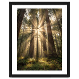 Ethereal Redwood Sanctuary: Sunbeams in the Ancient Forest thumbnail