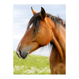 Horse Portrait (Print Only) thumbnail