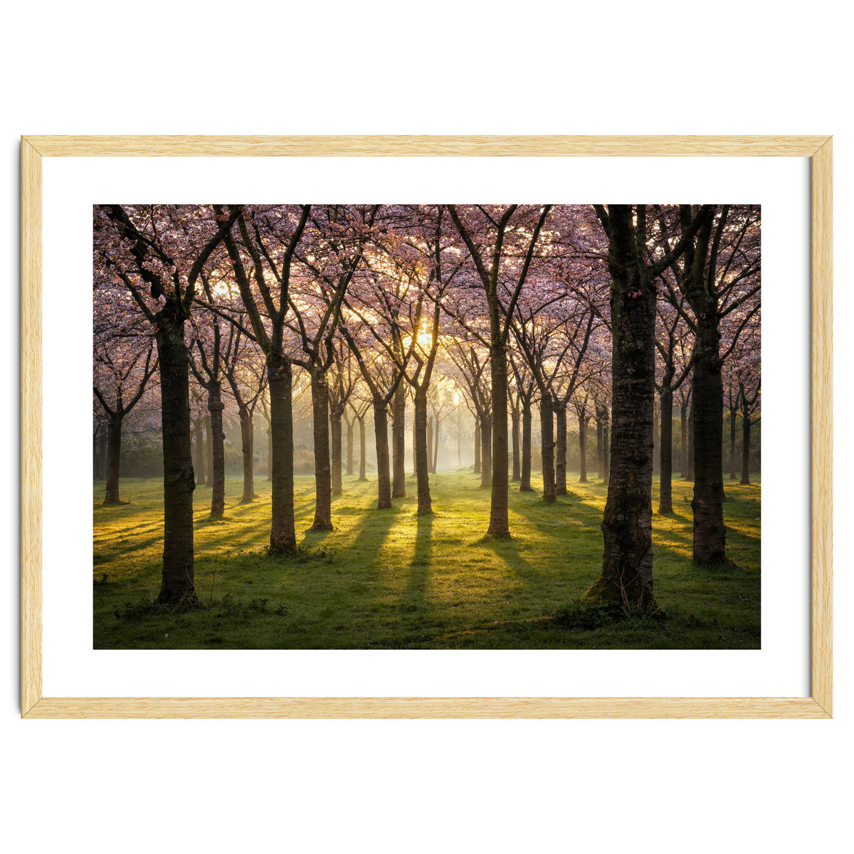 Blooming cherry trees in soft morning light