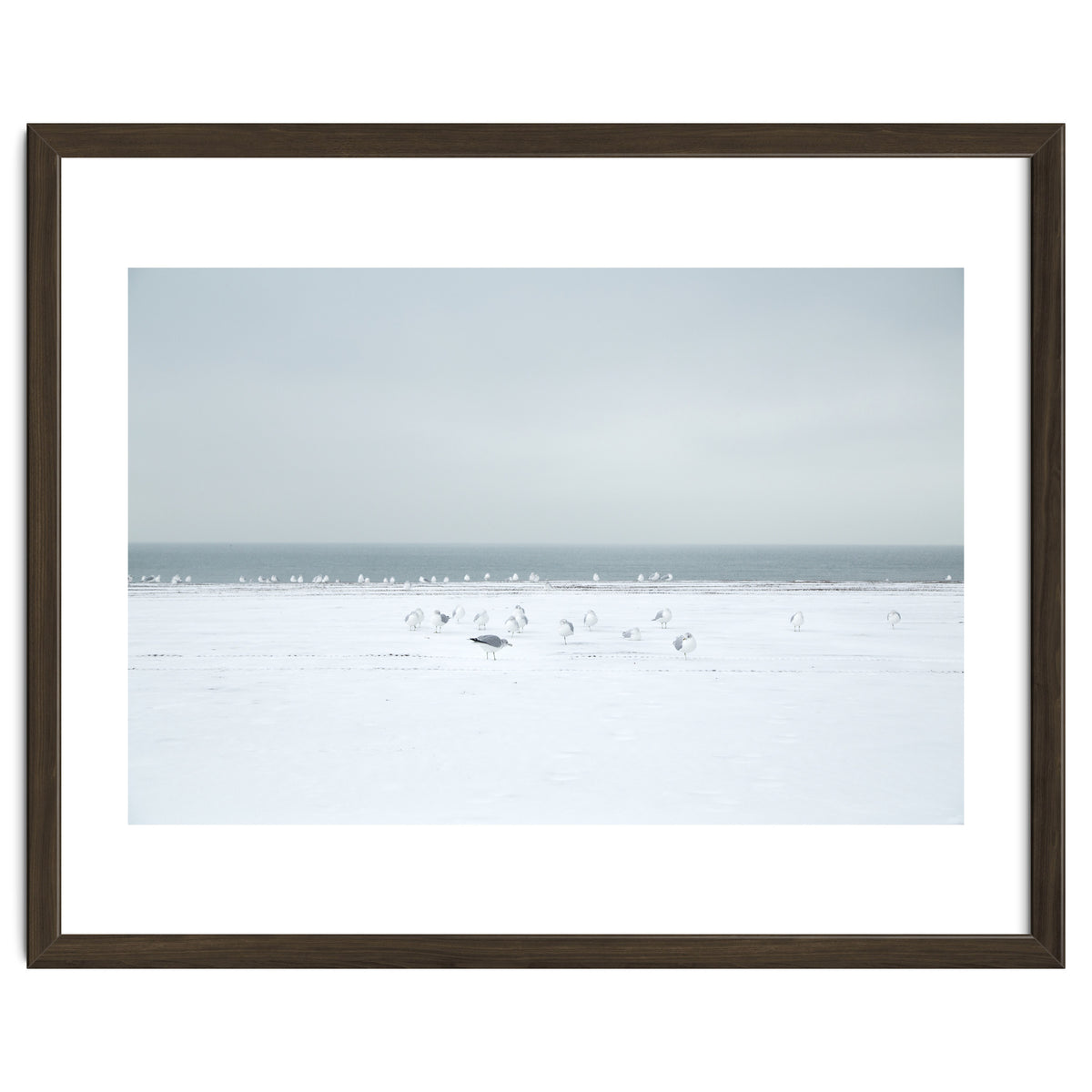 Seagulls in the Snow beach