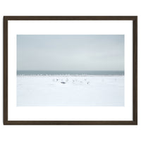 Seagulls in the Snow beach