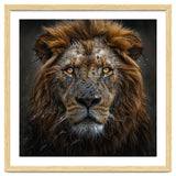 Majestic Lion With Glowing Eyes Close Up Portrait thumbnail