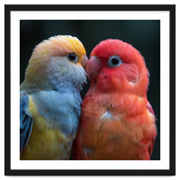 Two Lovebirds Nuzzling Close Up Portrait