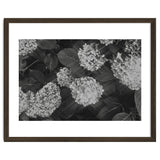 Hydrangeas | Black & White Landscape thumbnail