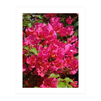 Pink Bougainvillea Flowers (Print Only)