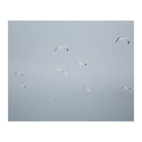 Flying seagulls in the winter sky (Print Only) thumbnail