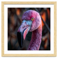 Close Up Of A Pink Flamingo Bird Face