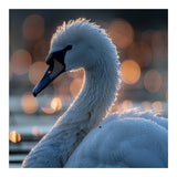Close-up Shot of a Swan with Water Droplets (Print Only) thumbnail