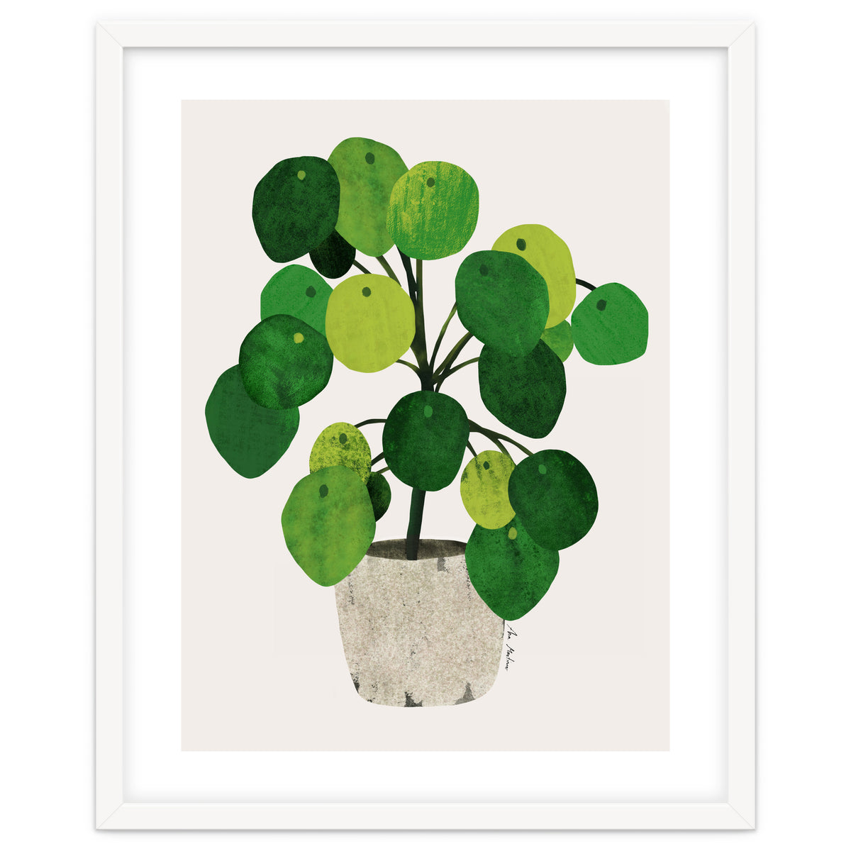 Pilea Plant