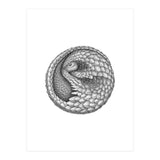Pangolin no. 2 (Print Only) thumbnail
