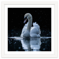 Majestic Swan Swimming In Dark Water