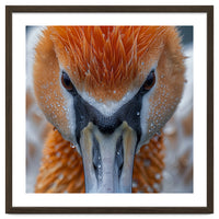 Close Up Of A Pelican's Beak With Water Droplets