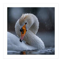 White Swan Bird With Water Droplets In Rain (Print Only)