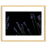 Honeybee and lavender thumbnail