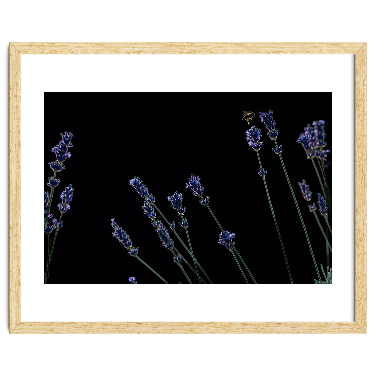 Honeybee and lavender