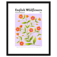 English Wildflowers | Scarlet Pimpernel