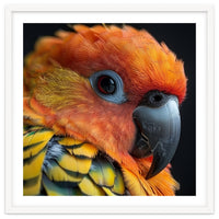 Close Up Of A Sun Conure Parrot's Head