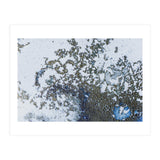 Coral Rising (Print Only) thumbnail