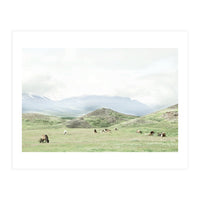 Relaxing horses on a sunny day calm field - Iceland (Print Only)