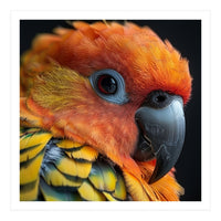 Close Up Of A Sun Conure Parrot's Head (Print Only)