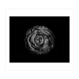 Backyard Flowers In Black And White No 72 with Border (Print Only) thumbnail