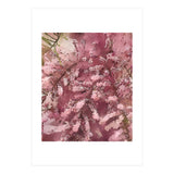 Pink Blossom (Print Only) thumbnail