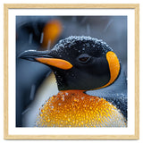 King Penguin Close Up In Snowfall thumbnail