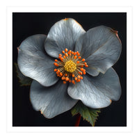Hellebore | Silver Magic (Print Only)