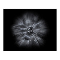 Backyard Flowers In Black And White No 66 Flow Version (Print Only)
