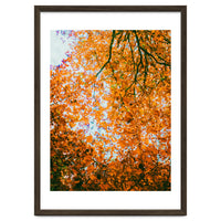 Autumn Leaves