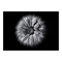 Backyard Flowers In Black And White No 10 Flow Version (Print Only)