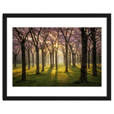 Blooming cherry trees in soft morning light thumbnail