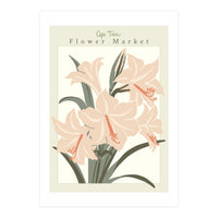 Flower Market Cap Town Amaryllis (Print Only)