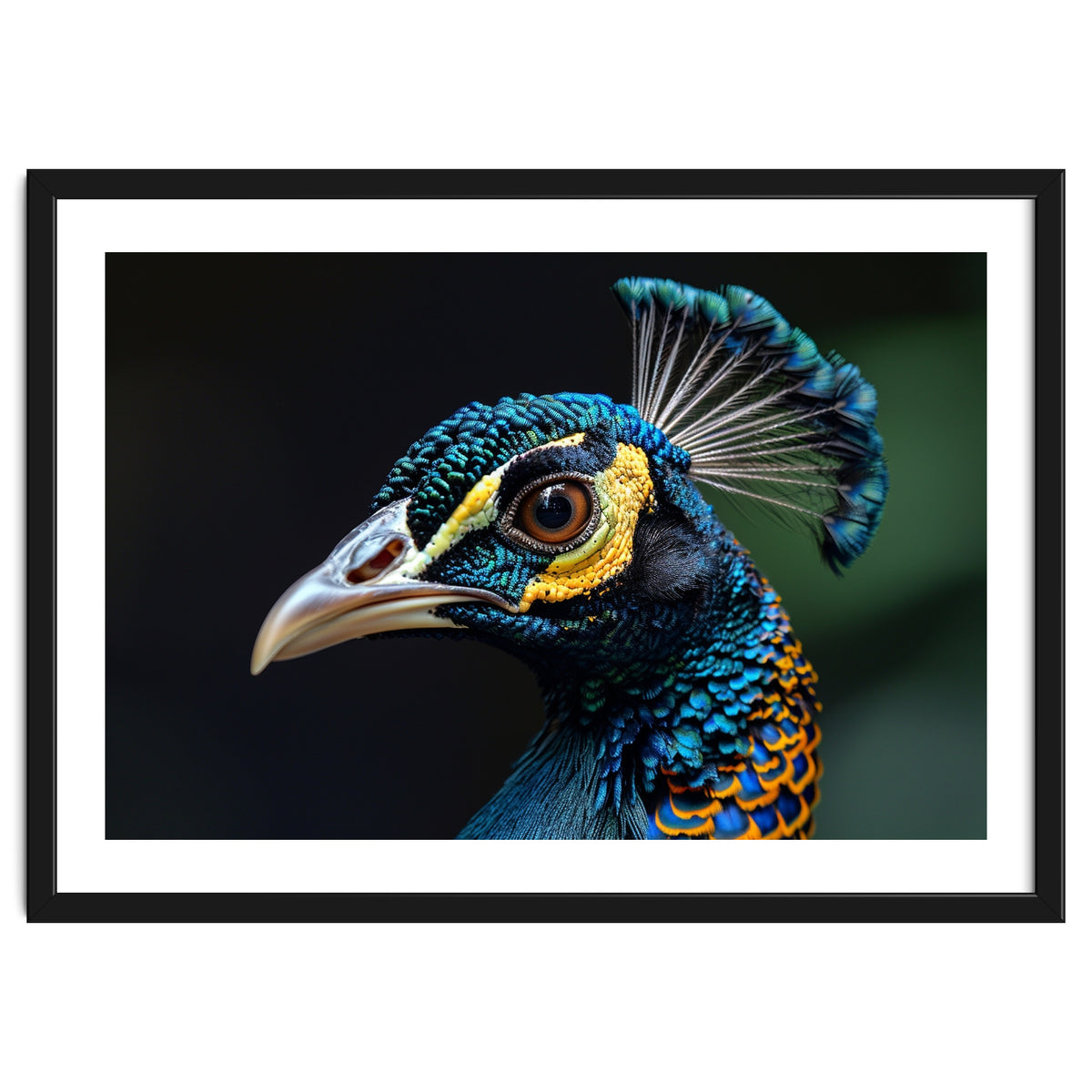 Close-up of a Peacock’s Head