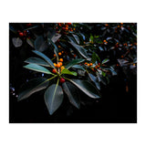 Orange, Green and Dark (Print Only) thumbnail