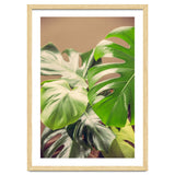 Monstera Mix thumbnail