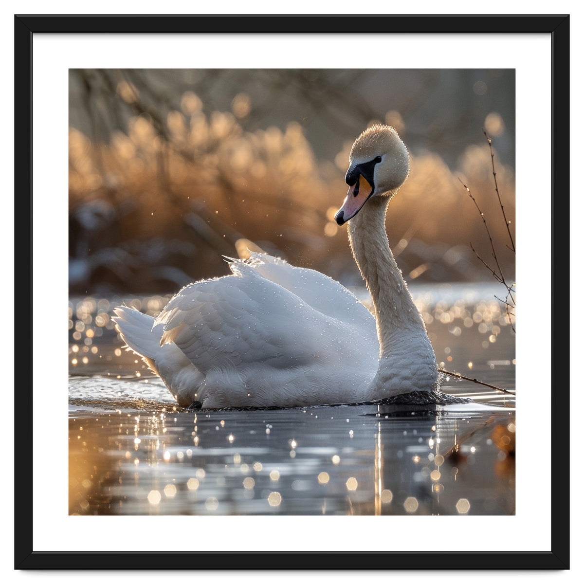 Majestic Swan On Calm Water During Sunset Nature Scene