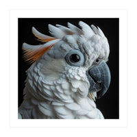 White Cockatoo Parrot With Orange Crest  (Print Only)