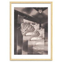 Evolving | Sepia
