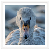 Close Up Of A Swan In Frost Winter Bird Close Up thumbnail