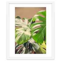Monstera Mix