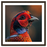 Close Up Pheasant Bird thumbnail