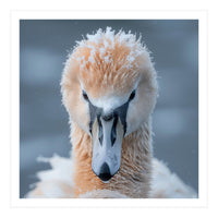 Majestic Swan Covered In Frost And Snow (Print Only)