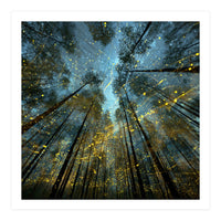 Enchanted Night Forest with Glowing Fireflies (Print Only)