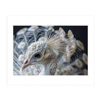 Close Up Albino Peacock Bird Portrait (Print Only)