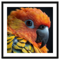 Close Up Of A Sun Conure Parrot's Head
