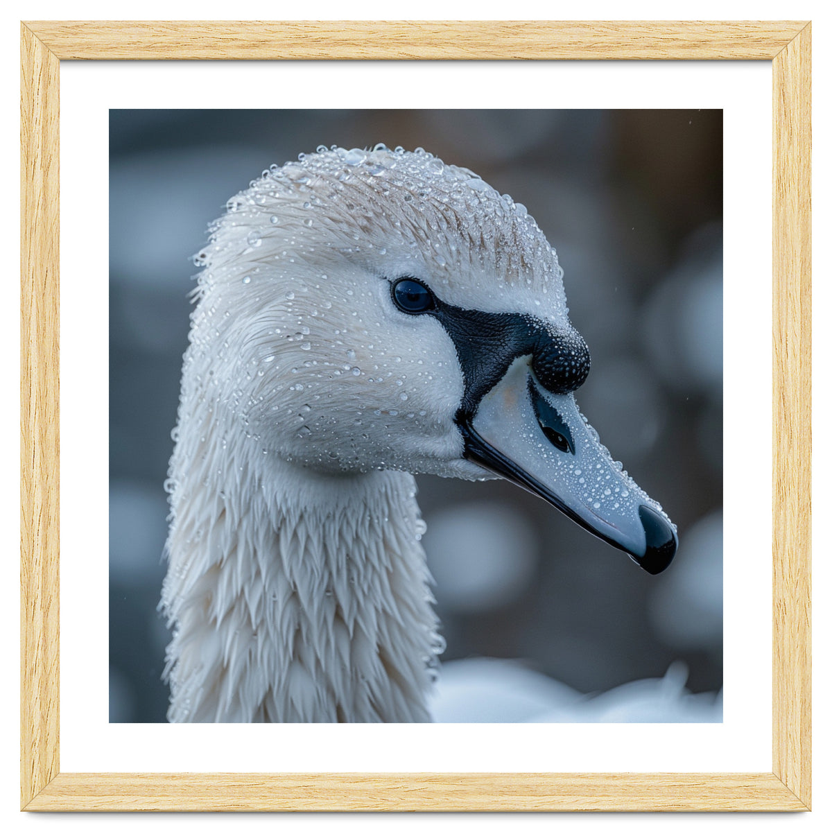 Close Up Of A Swan Head Covered In Water Droplets