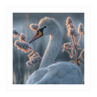 Swan Portrait Dew Drops Morning Light (Print Only)
