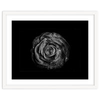 Backyard Flowers In Black And White No 72 with Border
