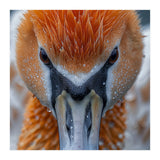 Close Up Of A Pelican's Beak With Water Droplets (Print Only) thumbnail